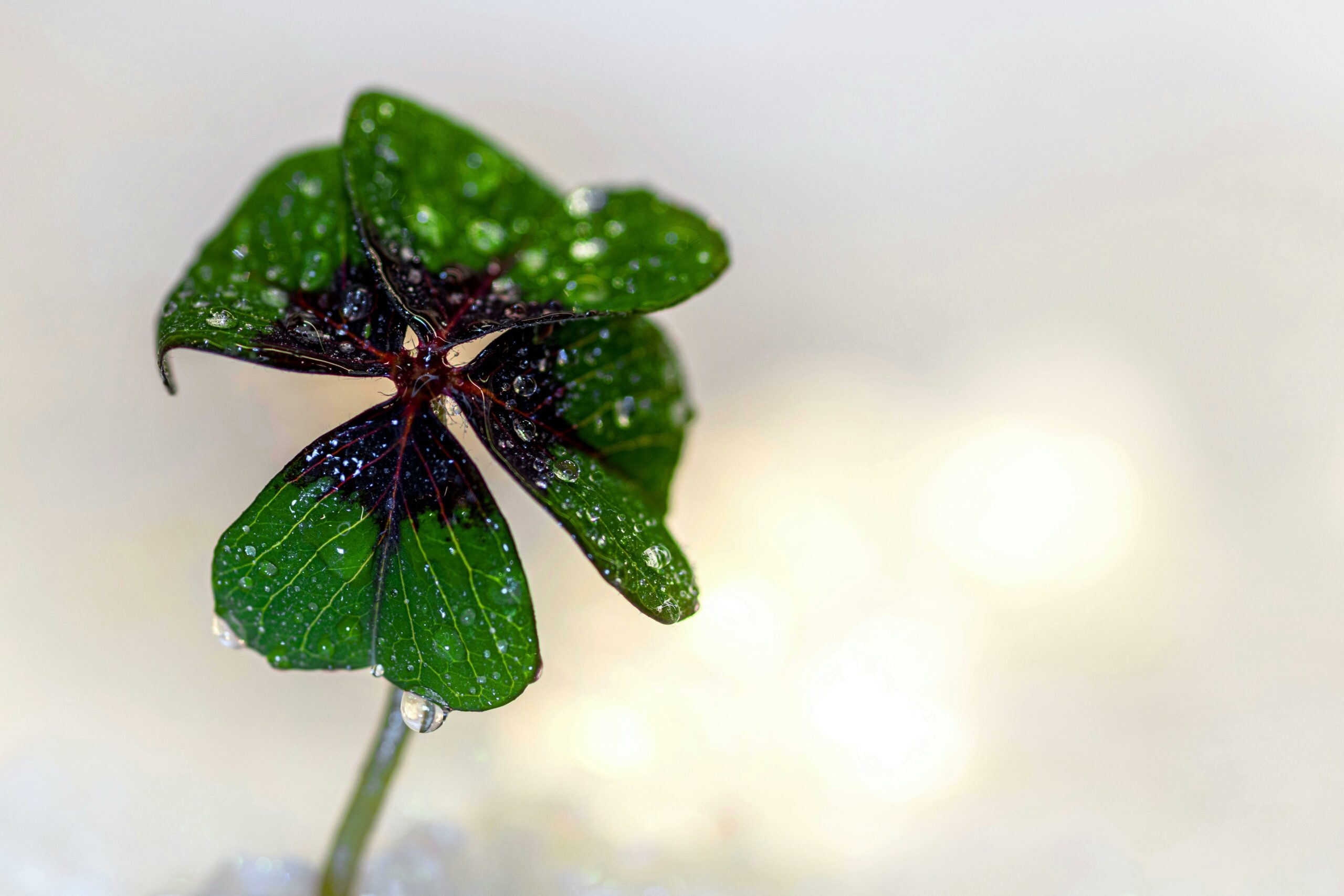 A delicate four-leaf clover adorned with dew drops symbolizing luck and freshness.